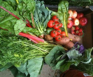 veg-box-lrg
