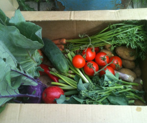 veg-box-med