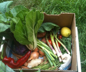 veg-box-sml